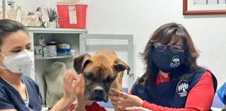 Rescatan a perrita con desnutrición en la GAM