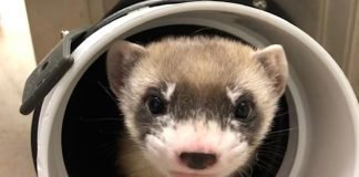 Clonan un tipo de hurón que está en peligro de extinción