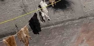 Vecinos de Nezahualcóyotl denuncian sacrificios de perros para rituales satánicos