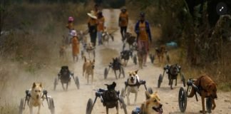 Perros discapacitados de Tailandia reciben sillas de ruedas y vuelven a correr (video)