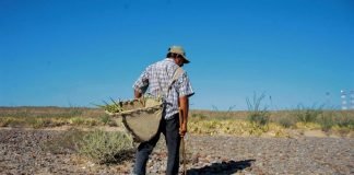 Sequía amenaza cultivos en el Mezquital: Conagua
