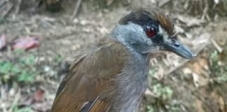 Hallan ave que se creyó extinta por más de 170 años