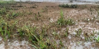 Invasión de arañas en Australia tras inundaciones