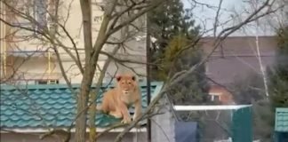 León es captado sobre un tejado en Rusia