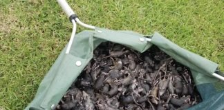 Plaga de ratones invade cultivos en Australia