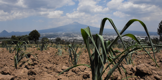 Universidad de Chapingo advierte crisis en agricultura nacional