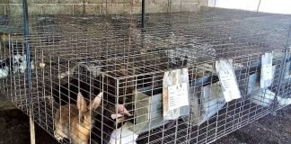 Continúa vacunación de conejos en Tulancingo