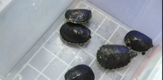 Rescatan especies animales en mercado de CDMX