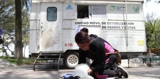 Continúa esterilización de mascotas en Tulancingo