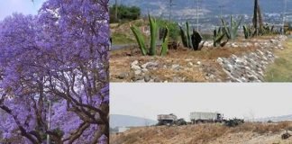 Pondrán jacarandas en lugar de magueyes para Mineral de la Reforma