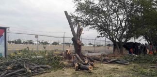 Multan a constructora por derribo de árboles en Pachuca