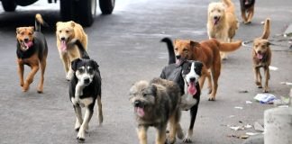 Hoy es día del perro, sabes cómo consentirlo perros