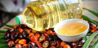Aceite de palma puede ser alternativa sostenible de biocombustible