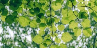 Lanza Grupo Modelo y AB InBev convocatoria a startups mexicanas