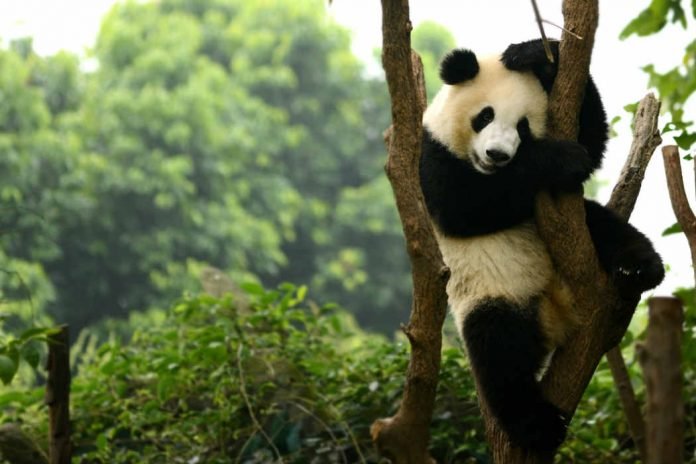 Vida silvestre