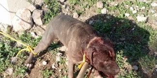 Perro pitbull mata a su dueño en El Arenal Pitbull