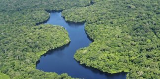 Cambio climático podría ser factor para provocar sequías extremas en el Amazonas Amazonas