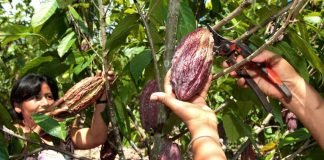 Así es reactivación económica agrícola en Tabasco Tabasco Cacao