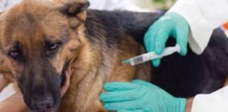 Continúa vacunación antirrábica en Tulancingo Vacunación