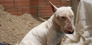 Rescatan a perrito maltratado en La Providencia Bull Terrier