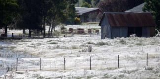 ¿Nieve? No, es una impresionante invasión de arañas en Australia Arañas Australia