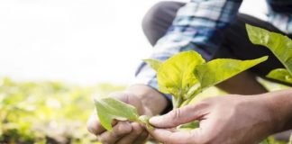 Alimento a partir de aire y energía solar: más eficiente que cultivos tradicionales Alimentación