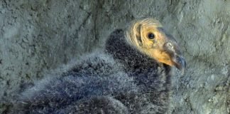 Cóndor de California, nacen dos polluelos en Chapultepec Polluelos cóndor
