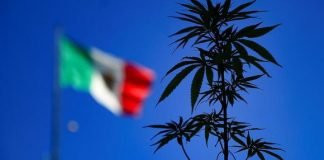 Uso lúdico Marihuana