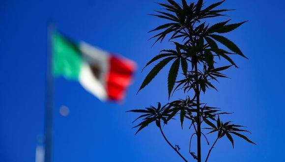Uso lúdico Marihuana Uso lúdico Marihuana