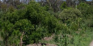 Reforestación Chapultepec