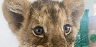 Localiza Guardia Nacional pequeña leona africana en el Aeropuerto de Cd. Juárez leona