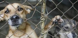 Dispara a tres perros, lo encarcelan en Almoloya Maltrato animal