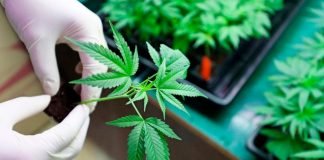 Comerciantes minoristas de Reddit inflaron acciones de empresas de cannabis Cannabis