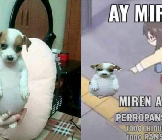 Perrito Panzón