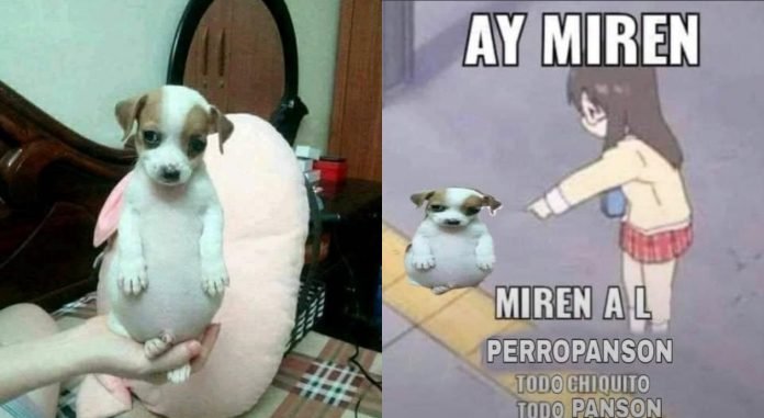 Perrito Panzón