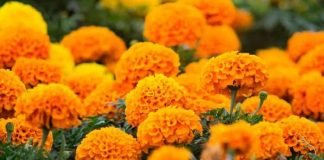 Hoy arranca siembra de cempasúchil para Xantolo Cempasúchil Xantolo