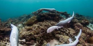 Morena busca sancionar aleteo de tiburón Tiburón aleteo