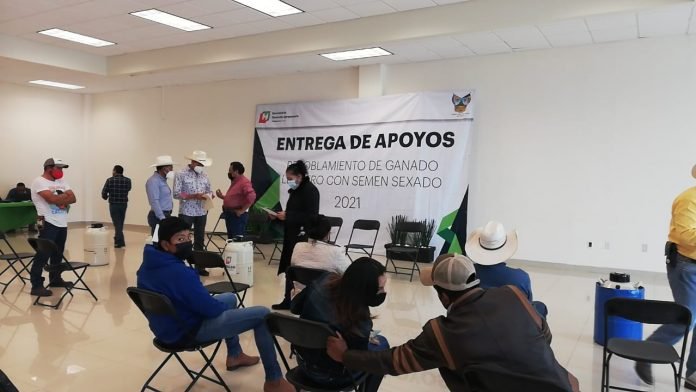 semen Tulancingo