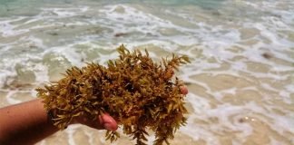 Aumenta reproducción del sargazo: IPN Sargazo México