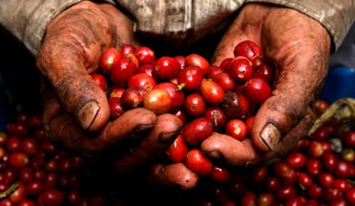 Cultura Café México