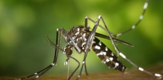 Mosquito Dengue