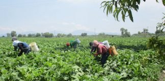 Alumna de UAEH propone nuevo modelo de riego para Valle del Mezquital Riego Valle del Mezquital