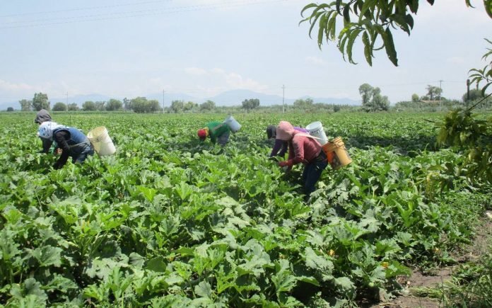 Riego Valle del Mezquital