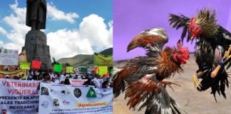 Fayad regresa a Congreso decreto de peleas de gallos como patrimonio cultural Gallos Fayad