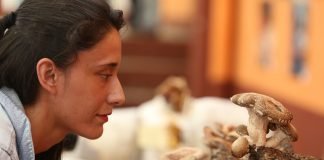 Pide UAEH no sobreexplotar hongos Hongos UAEH