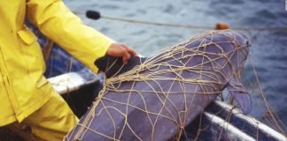 Tras polémica, gobierno reestablece zona de cuidado de vaquita marina Pesca vaquita marina