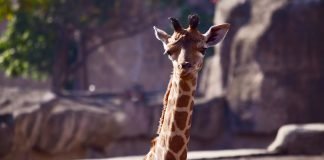 Abren convocatoria para nombrar a jirafa recién nacida en Aragón Jirafa Aragón