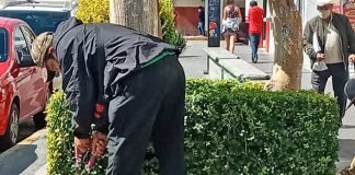 Reforestación Tulancingo