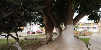 Declararán Árbol Monumental al Ombú de colonia ISSSTE Ombú colonia ISSSTE