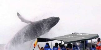 Avistamiento de ballenas, actividad turística con mayor crecimiento Ballenas Avistamiento